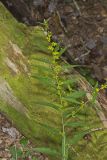 Blue-stemmed goldenrod, Solidago caesia