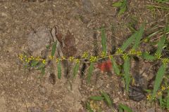 Blue-stemmed goldenrod, Solidago caesia