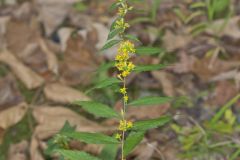 Blue-stemmed goldenrod, Solidago caesia