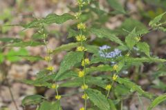Blue-stemmed goldenrod, Solidago caesia