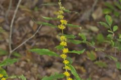 Blue-stemmed goldenrod, Solidago caesia