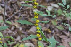Blue-stemmed goldenrod, Solidago caesia