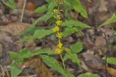 Blue-stemmed goldenrod, Solidago caesia