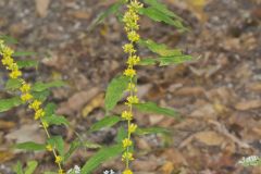 Blue-stemmed goldenrod, Solidago caesia
