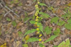 Blue-stemmed goldenrod, Solidago caesia