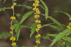 Blue-stemmed goldenrod, Solidago caesia