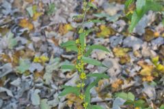 Blue-stemmed goldenrod, Solidago caesia