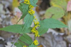 Blue-stemmed goldenrod, Solidago caesia