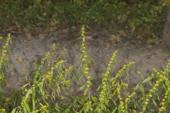 Blue-stemmed goldenrod, Solidago caesia