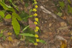 Blue-stemmed goldenrod, Solidago caesia