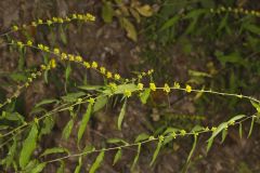 Blue-stemmed goldenrod, Solidago caesia