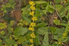 Blue-stemmed goldenrod, Solidago caesia