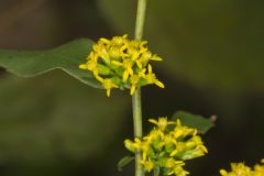 Blue-stemmed goldenrod, Solidago caesia