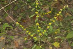 Blue-stemmed goldenrod, Solidago caesia
