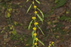 Blue-stemmed goldenrod, Solidago caesia