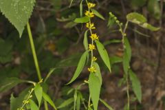 Blue-stemmed goldenrod, Solidago caesia