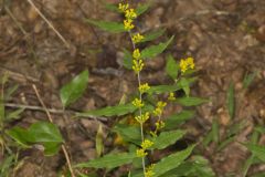 Blue-stemmed goldenrod, Solidago caesia