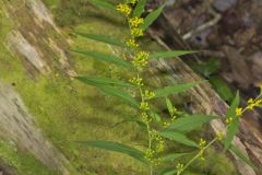 Blue-stemmed goldenrod, Solidago caesia