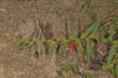 Blue-stemmed goldenrod, Solidago caesia