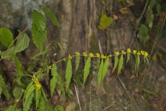 Blue-stemmed goldenrod, Solidago caesia