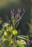 Blue Vervain, Verbina hastata