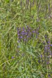 Blue Vervain, Verbina hastata