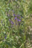 Blue Vervain, Verbina hastata