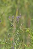 Blue Vervain, Verbina hastata
