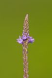 Blue Vervain, Verbina hastata