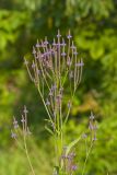 Blue Vervain, Verbina hastata