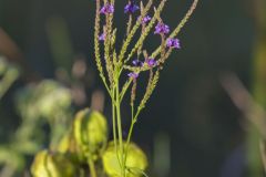 Blue Vervain, Verbina hastata