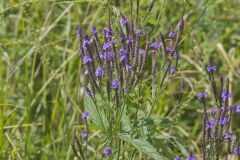Blue Vervain, Verbina hastata