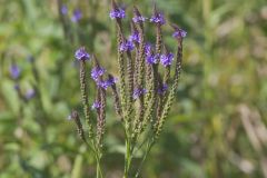 Blue Vervain, Verbina hastata