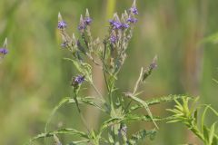 Blue Vervain, Verbina hastata