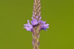 Blue Vervain, Verbina hastata