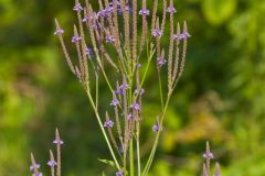 Blue Vervain, Verbina hastata