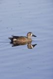 Blue-winged Teal, Anas discors
