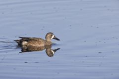 Blue-winged Teal, Anas discors