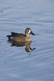 Blue-winged Teal, Anas discors