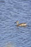 Blue-winged Teal, Anas discors