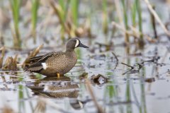 Blue-winged Teal, Anas discors