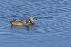 Blue-winged Teal, Anas discors