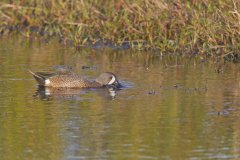 Blue-winged Teal, Anas discors