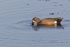 Blue-winged Teal, Anas discors