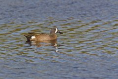 Blue-winged Teal, Anas discors