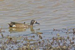 Blue-winged Teal, Anas discors