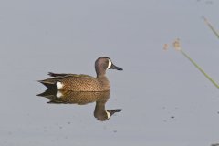 Blue-winged Teal, Anas discors