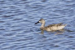 Blue-winged Teal, Anas discors