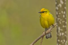 Blue-winged Warbler, Vermivora cyanoptera