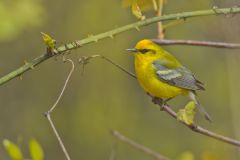 Blue-winged Warbler, Vermivora cyanoptera